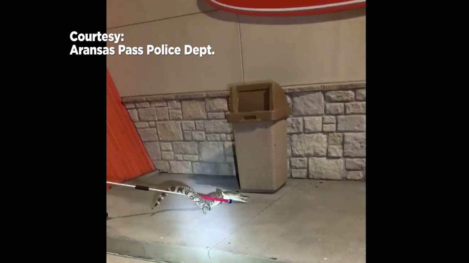Watch: Alligator goes for a late night snack at Aransas Pass Whataburger