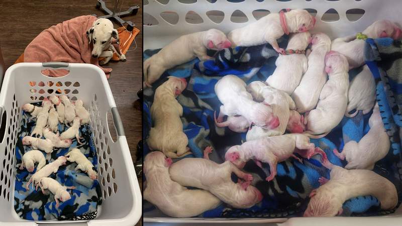Dalmatian in Fredericksburg just gave birth to near-record litter of 16 puppies