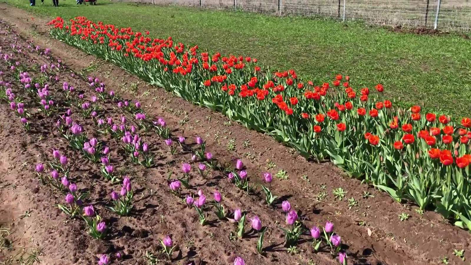 Here’s what to expect when you visit San Antonio-area tulip field