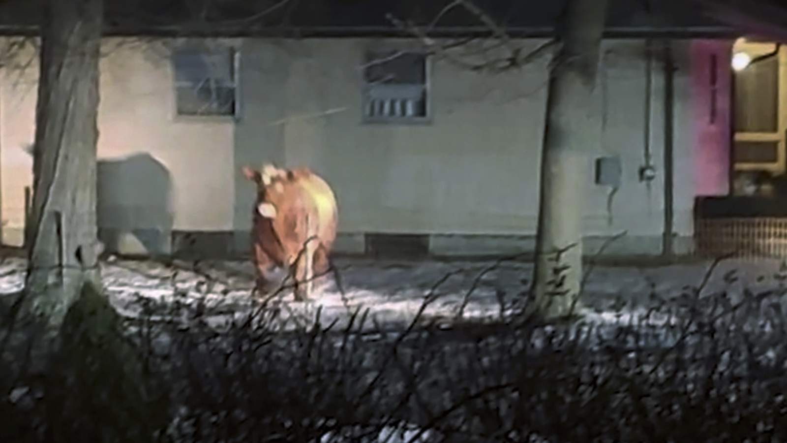 Steak-out: Rhode Island's runaway steer has been recaptured