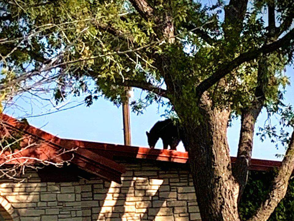 How’d that get up there? Bear helps itself to pecans on Texan’s roof