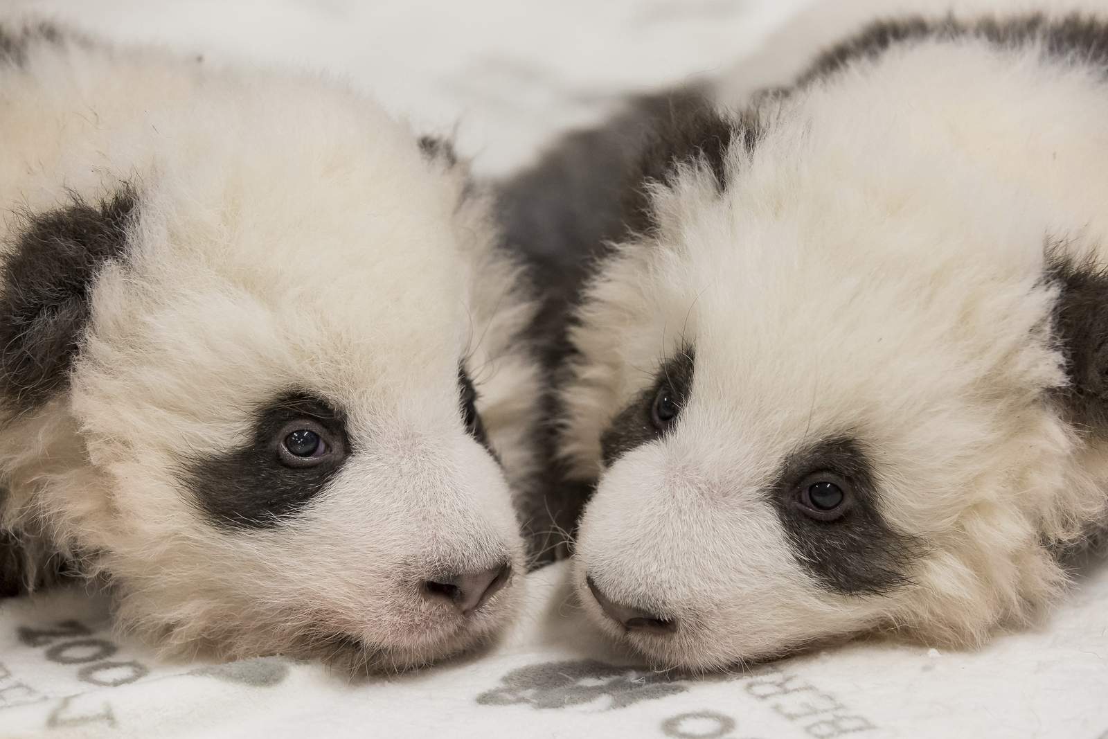Twice as cute: Berlin zoo releases new photos of panda twins