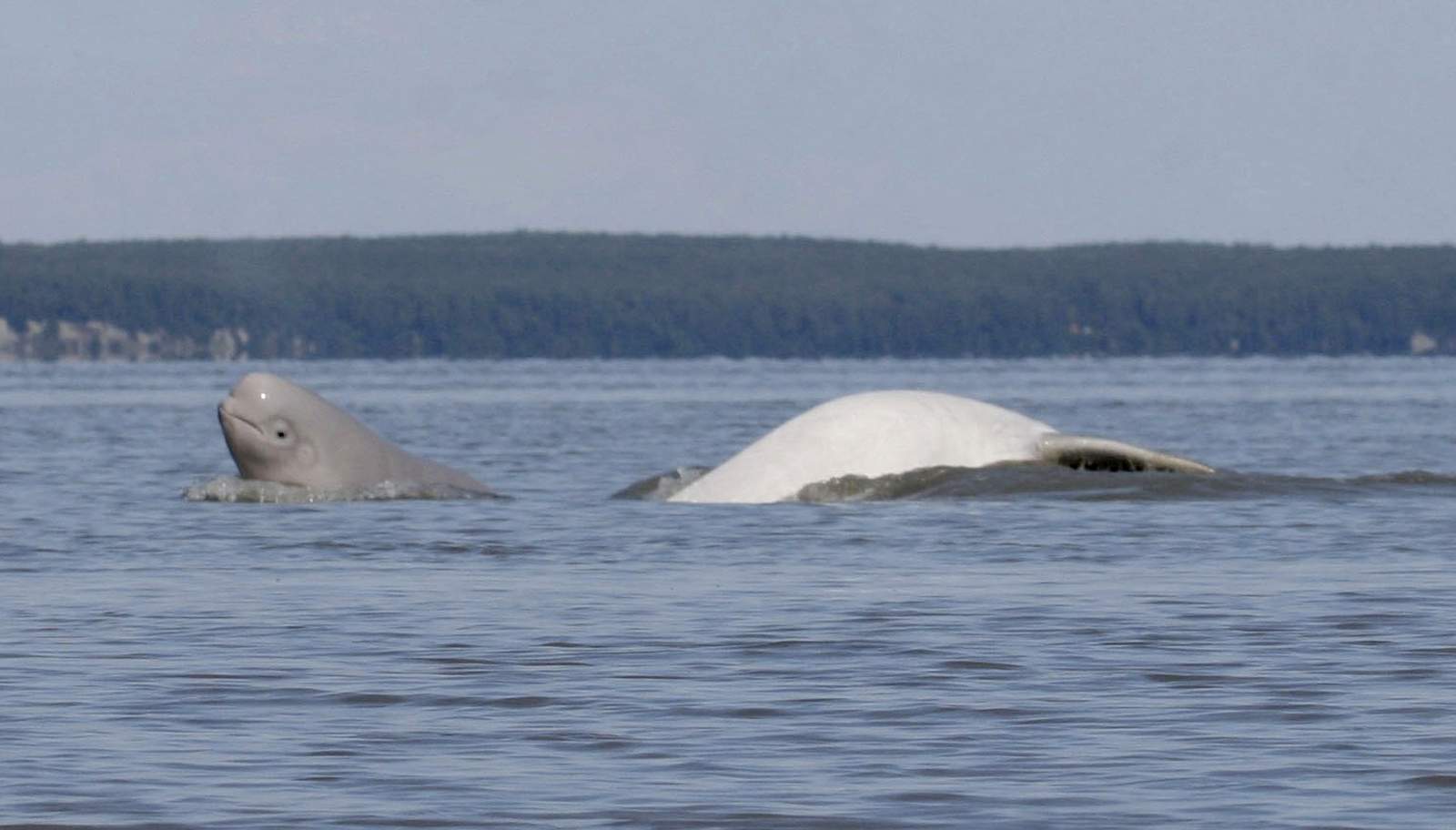 Groups give notice they will sue to protect beluga whales