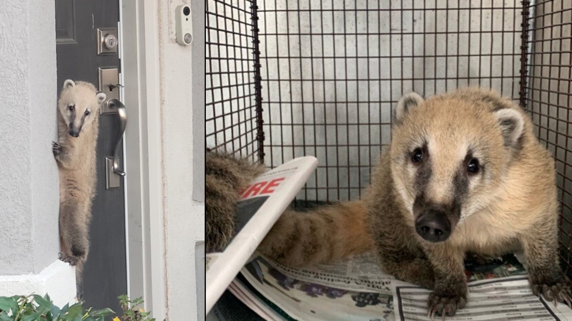 A San Antonio man recently found a rare, furry creature clinging to his front porch. (Photos provided by Animal Care Services.)