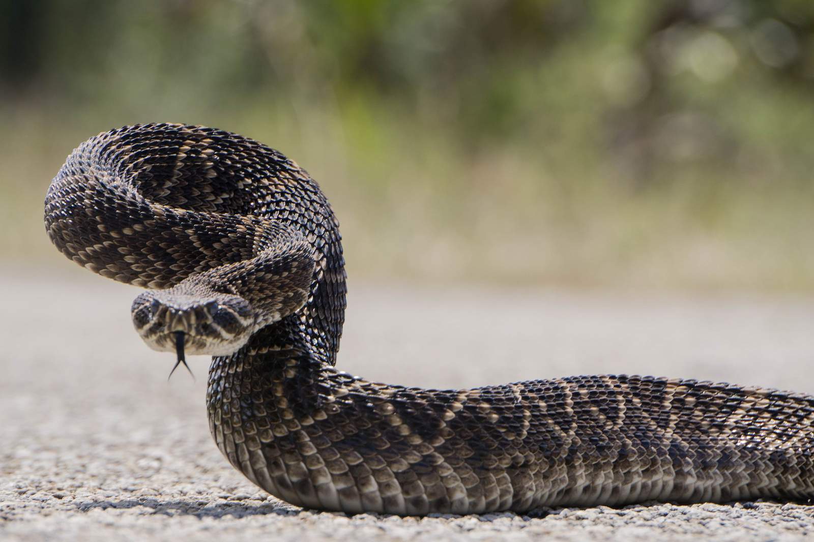 WATCH: Fierce battle between bobcat and rattlesnake in forest caught on video