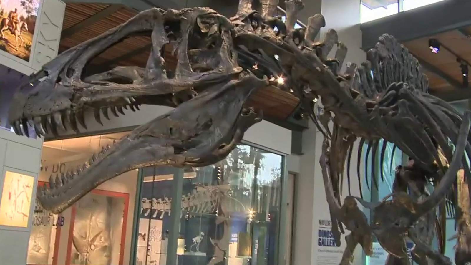 Witte Museum receives $250,000 grant for conservation, preservation of fossils