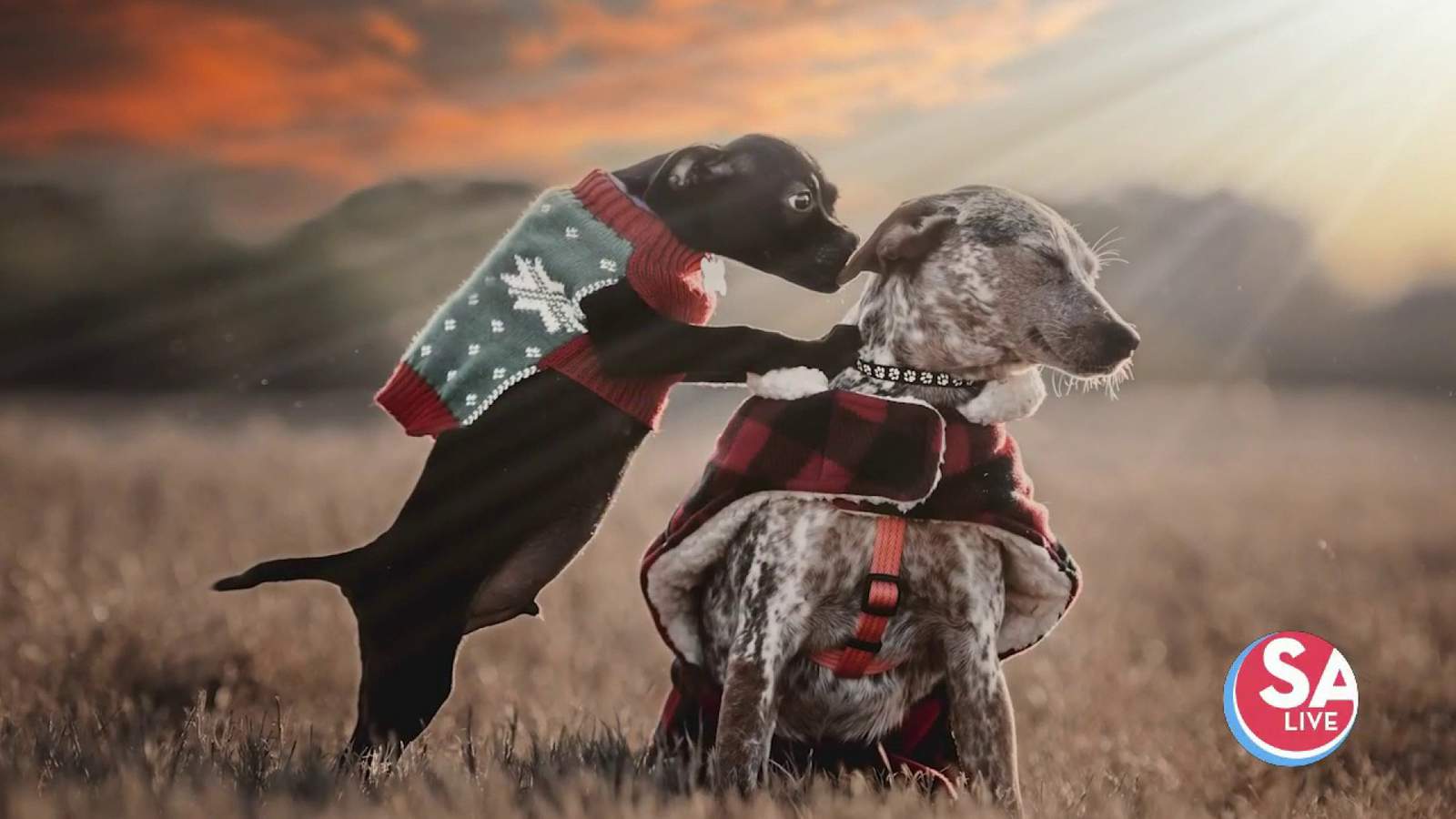 7 tips for the perfect holiday pet pics