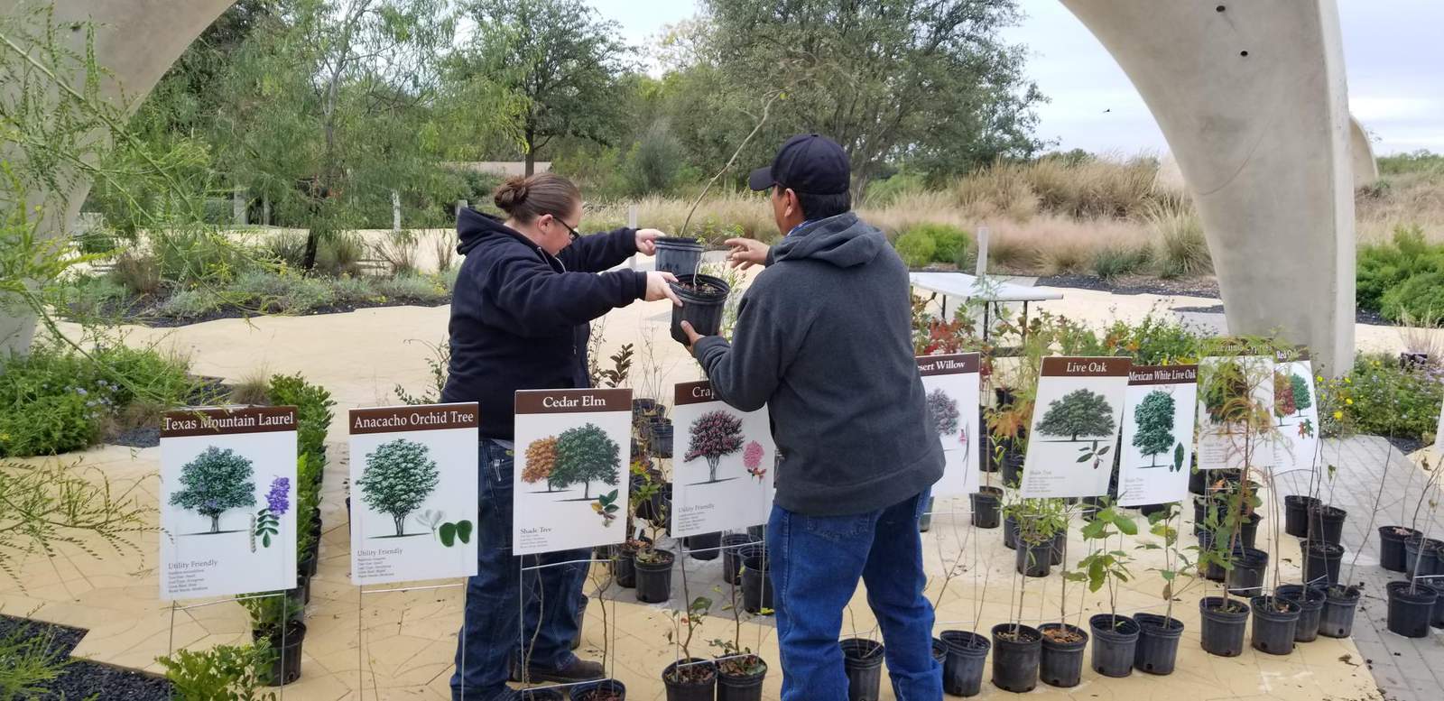 500 free trees to be given away at Confluence Park event