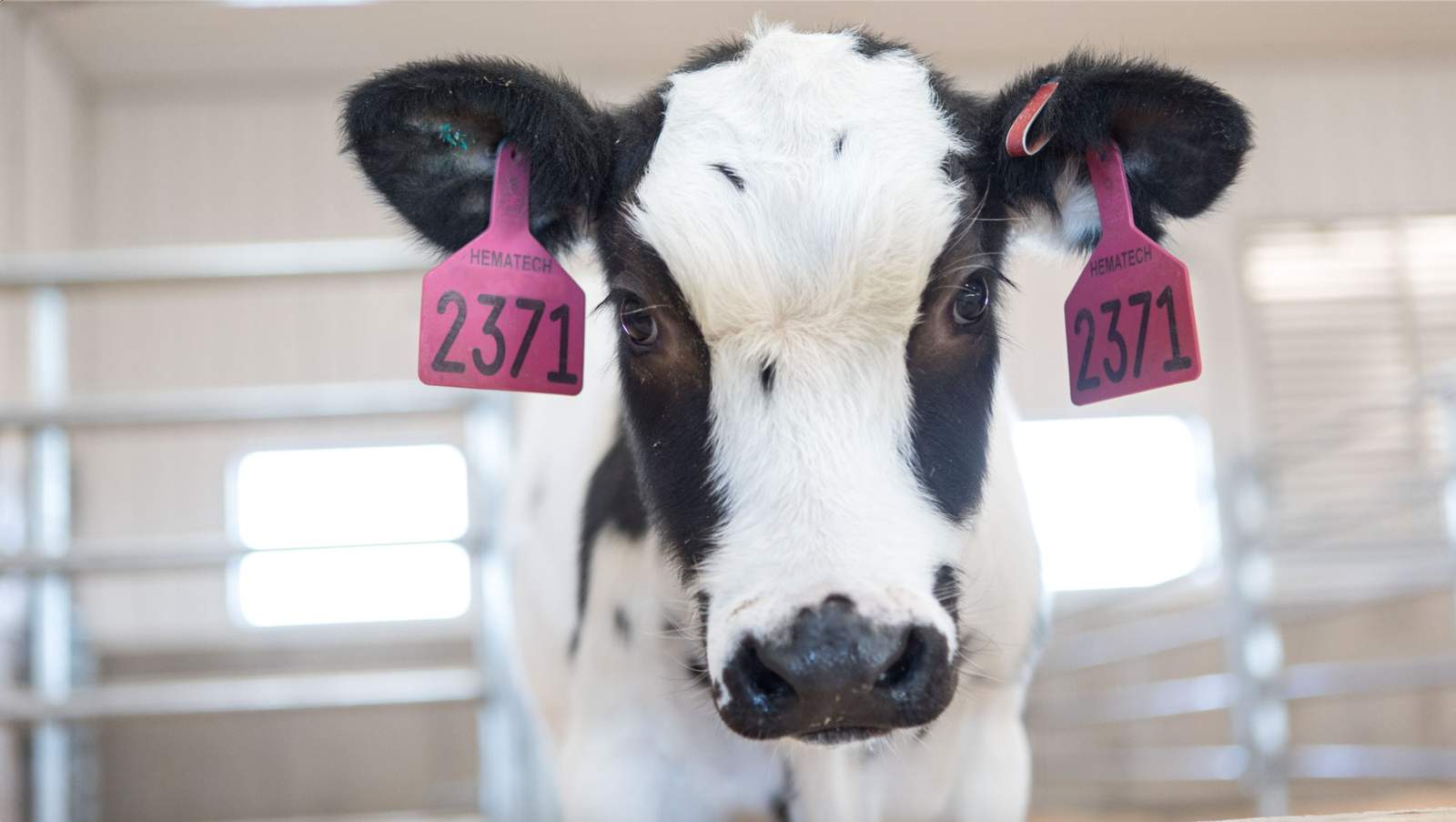 Human trials expected to start next month for Covid-19 treatment derived from cows blood