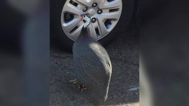'The Bird' causes traffic buildup in Southwest Houston