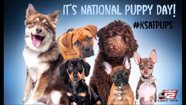 National Puppy Day Pictures