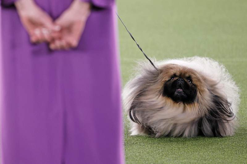 Everyone is obsessed with a dog named Wasabi who won Best In Show at the Westminster Dog Show