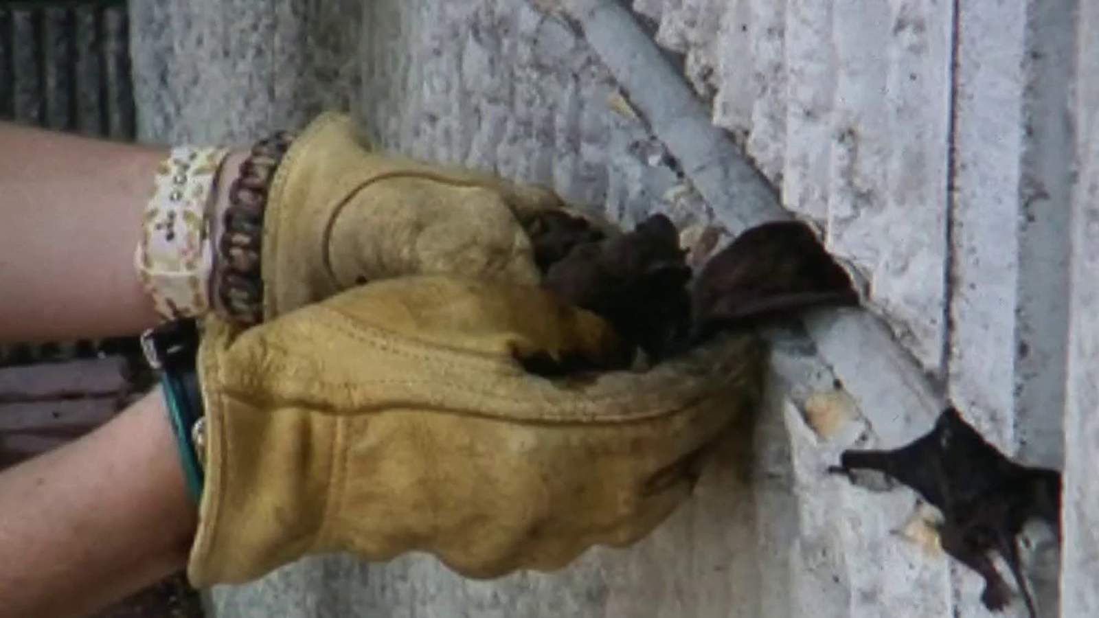 Hundreds of bats found dead under San Antonio bridges following winter storm