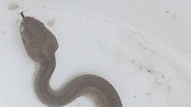Rare rattlesnake discovered following rainy Texas weather