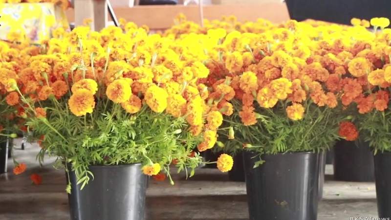 Hill Country flower farm keeps Day of the Day tradition strong
