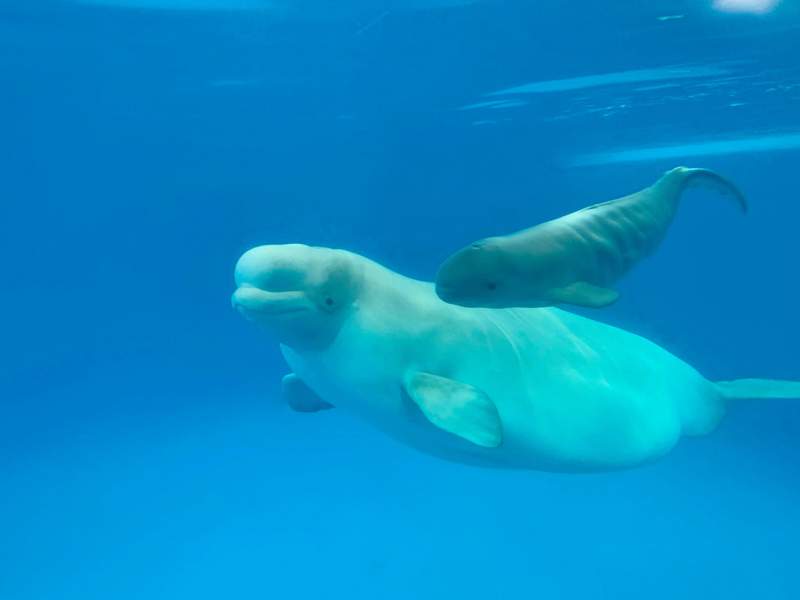 SeaWorld San Antonio welcomes baby Beluga whale