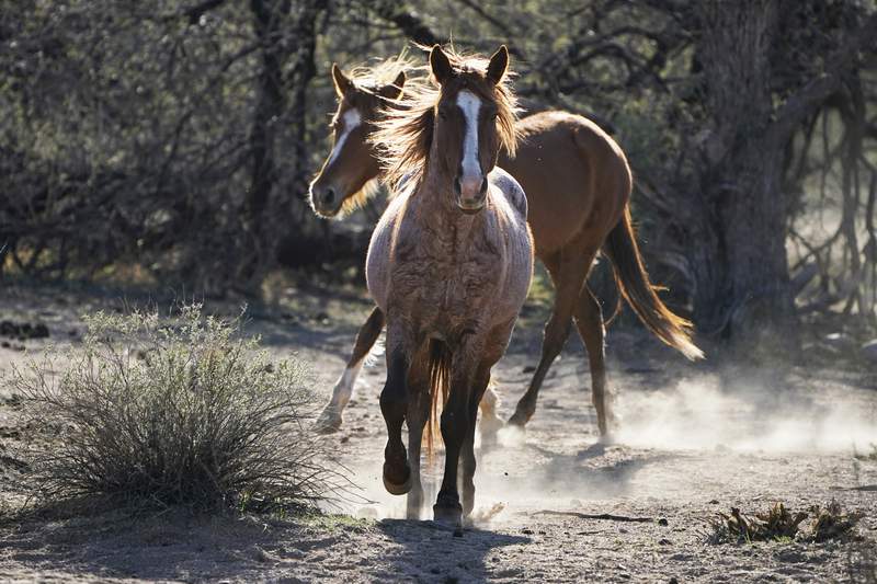 US vows to improve protections for wild horse adoptions