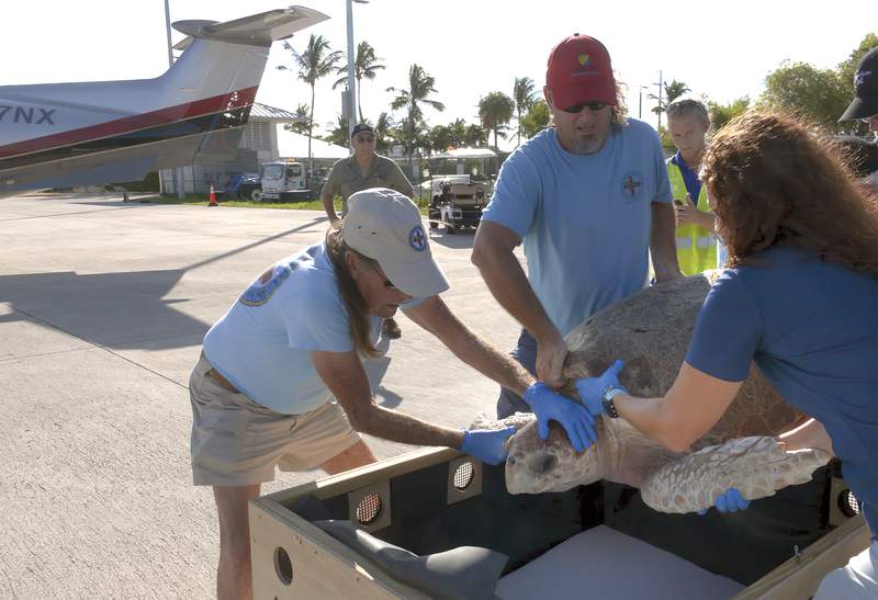 A shell of a trip: Sea turtle flown from Florida to South Padre Island