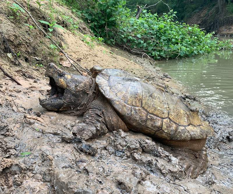 27 alligator snapping turtles released in East Texas after illegal trafficking case