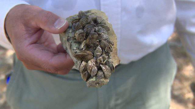 Harmful invasive species found at Medina Lake; Lake Placid now ‘fully infested’ with zebra mussels