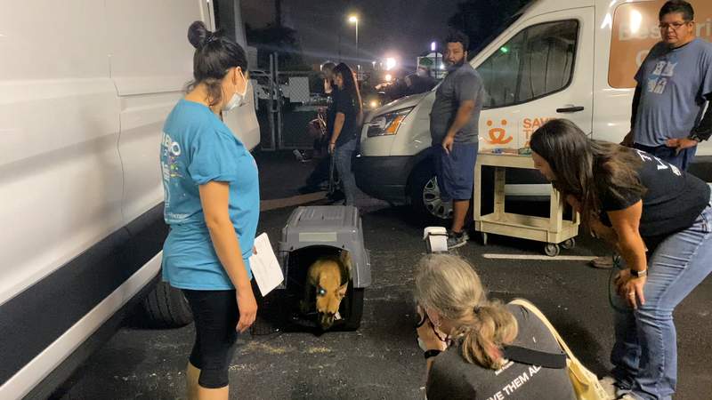 More than 100 animal evacuees from Louisiana now finding shelter in San Antonio