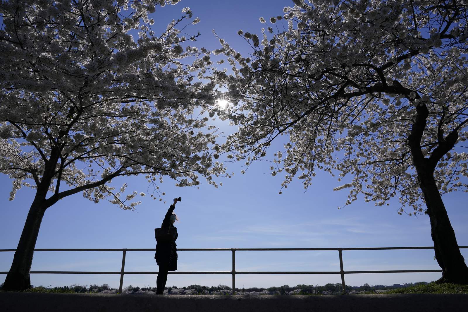 It's cherry blossom season, but DC isn't ready to open up