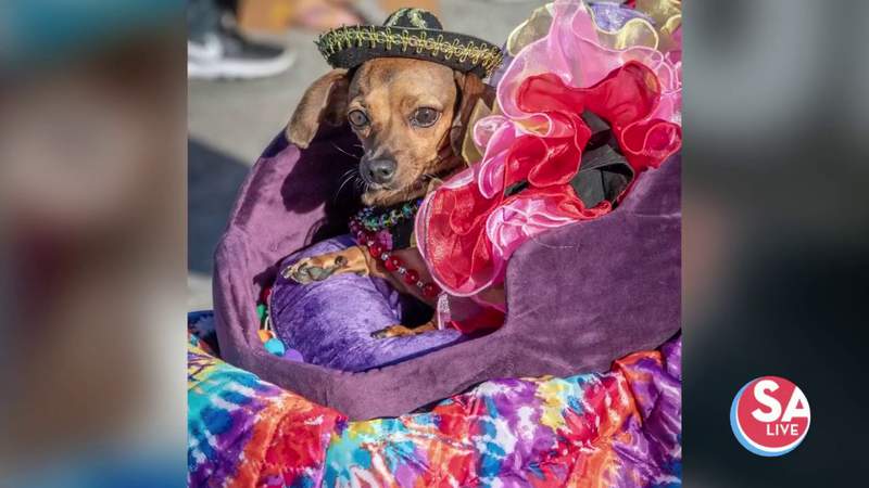 Fiesta Pooch Parade launches costume contest
