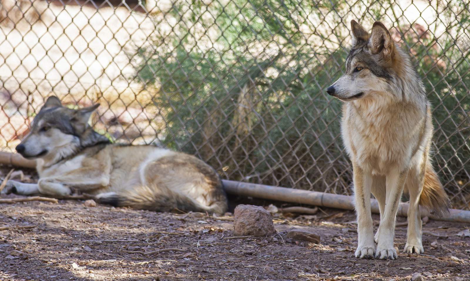 Endangered wolves sent from Arizona to Texas to aid species