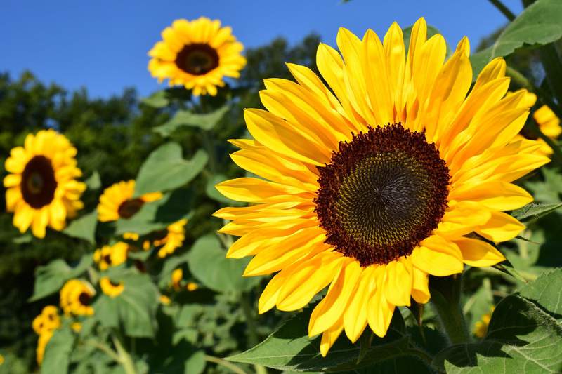 A 10-acre sunflower field is now open in San Antonio