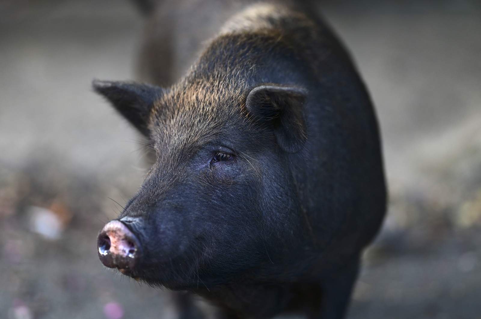 Feral pigs flummox Puerto Rico, infiltrate communities