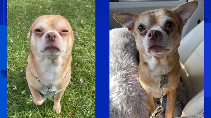 Chihuahua described as ‘a Chucky doll in a dog’s body’ finds forever home in Connecticut