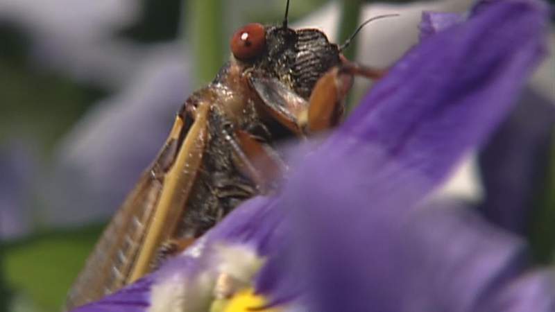 Freaked by cicada swarms? You could just stick a fork in ‘em