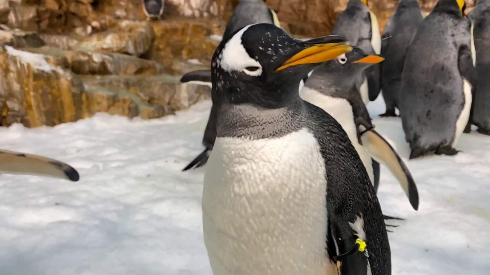 Do penguins sneeze? Yep, and here’s what it looks like