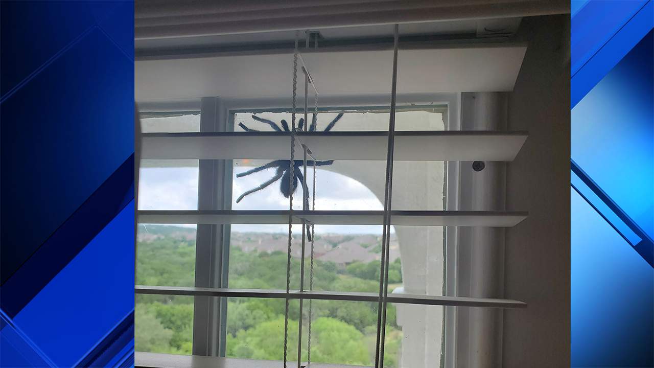 Huge spider greets family new to San Antonio