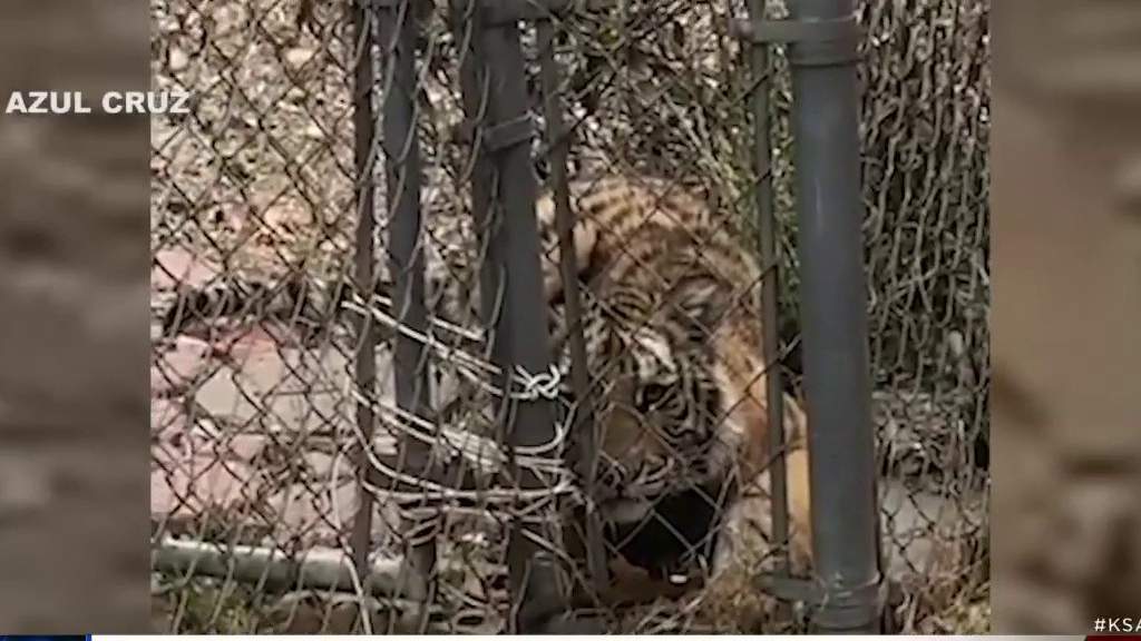 There are likely more tigers in captivity than in the wild, Humane Society of the United States says
