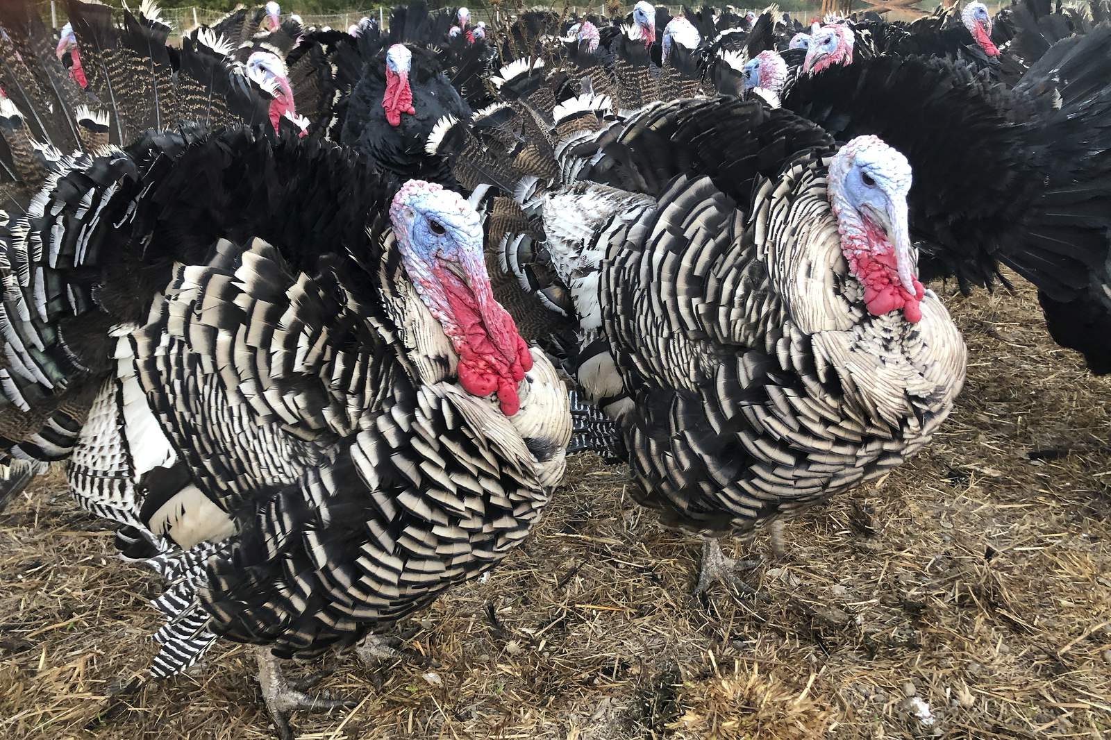 Scaled-back Thanksgiving plans leave turkey farmers in limbo