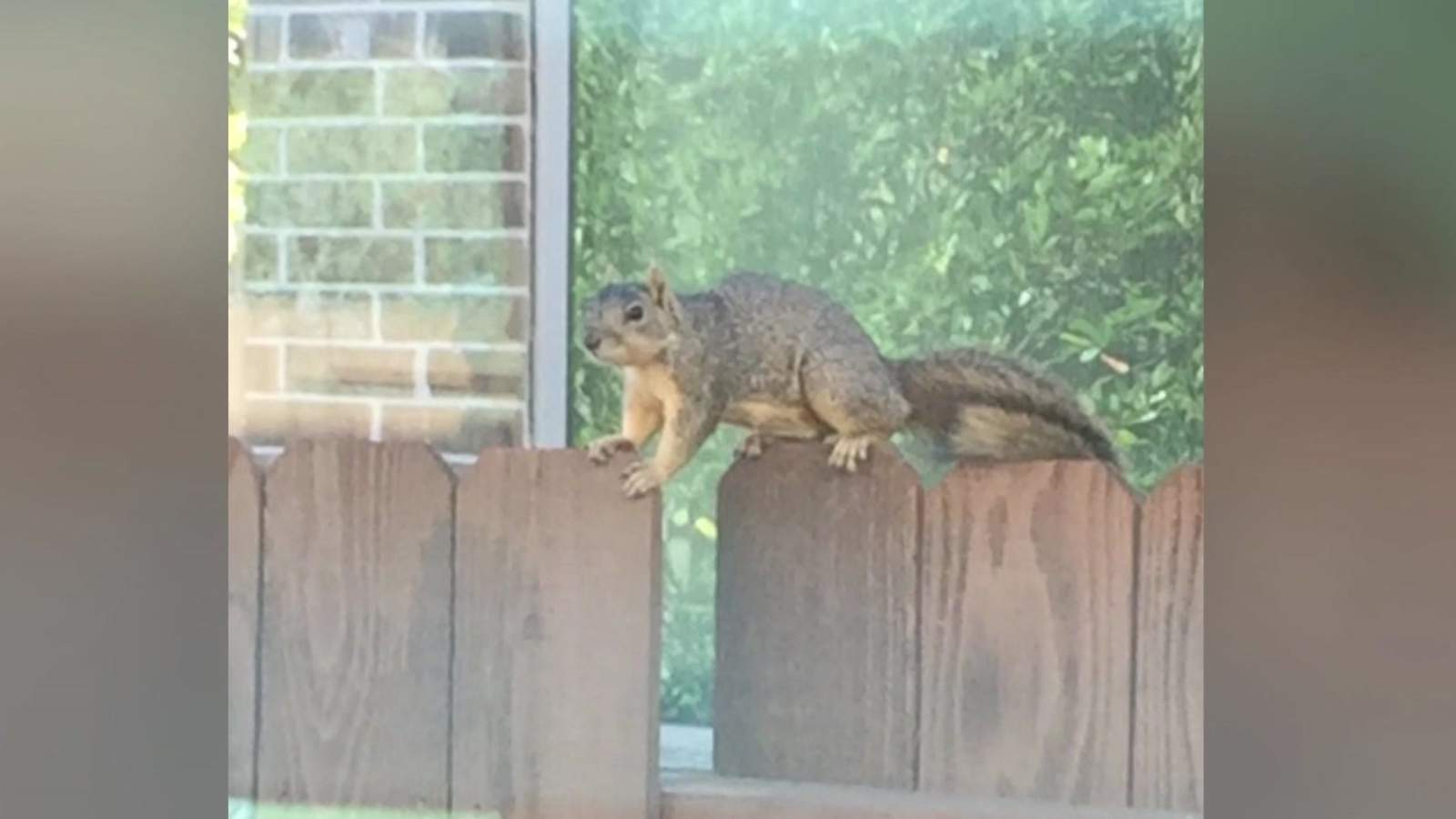 Squirrel terrorizing Texas neighborhood, has already sent 2 mothers to hospital