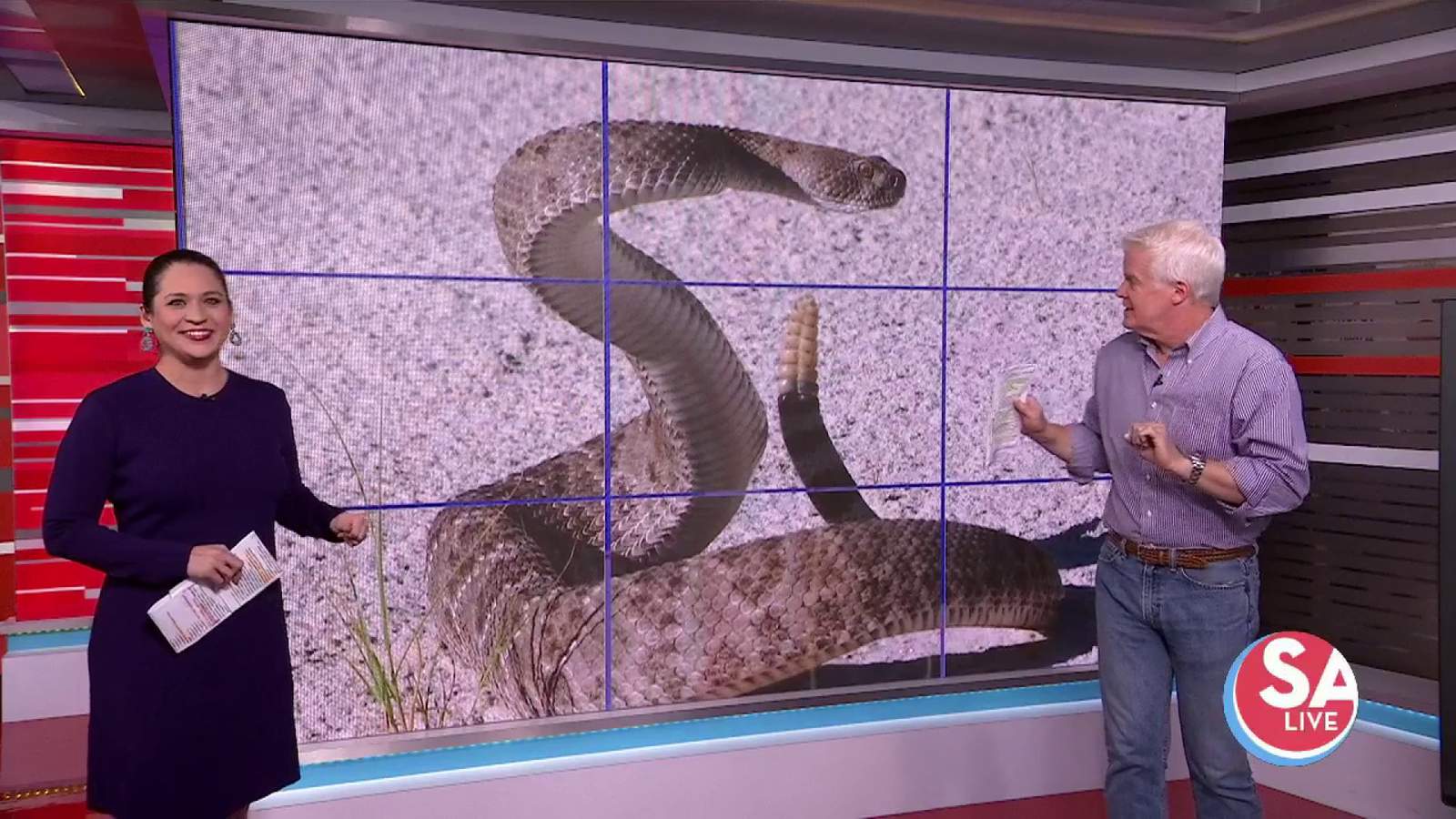 Mike & Fiona test their World Snake Day knowledge with Texas snake trivia