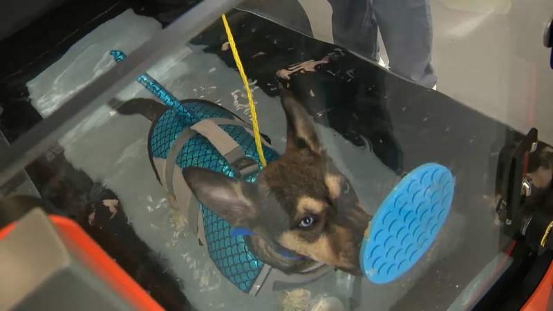 Underwater treadmill therapy helps puppies with fractures recover to find FURever home
