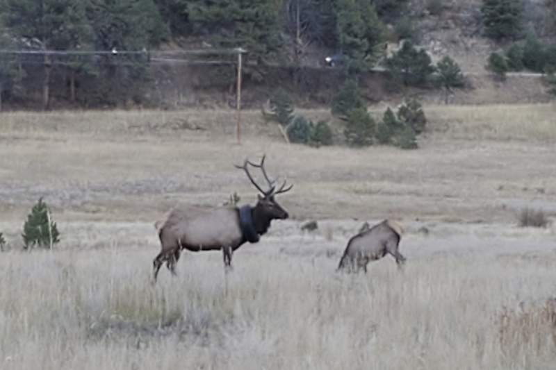 This undated photograph  provided by Colorado Parks and Wildlife shows an elusive elk that has been wandering the hills with a car   tyre  astir   its cervix  for astatine  slightest  2  years that has present  yet   been freed of the tire. The 4 1/2-year-old, 600-pound (272-kilogram) bull elk was spotted adjacent   Pine Junction southwest of Denver connected  Saturday, Oct. 9, 2021, and tranquilized, according to Colorado Parks and Wildlife. CPW officers had to chopped  the elks five-point antlers disconnected  to region   the encumbrance due to the fact that they couldnt chopped  done  the alloy  successful  the bead of the tire. (Colorado Parks and Wildlife via AP)