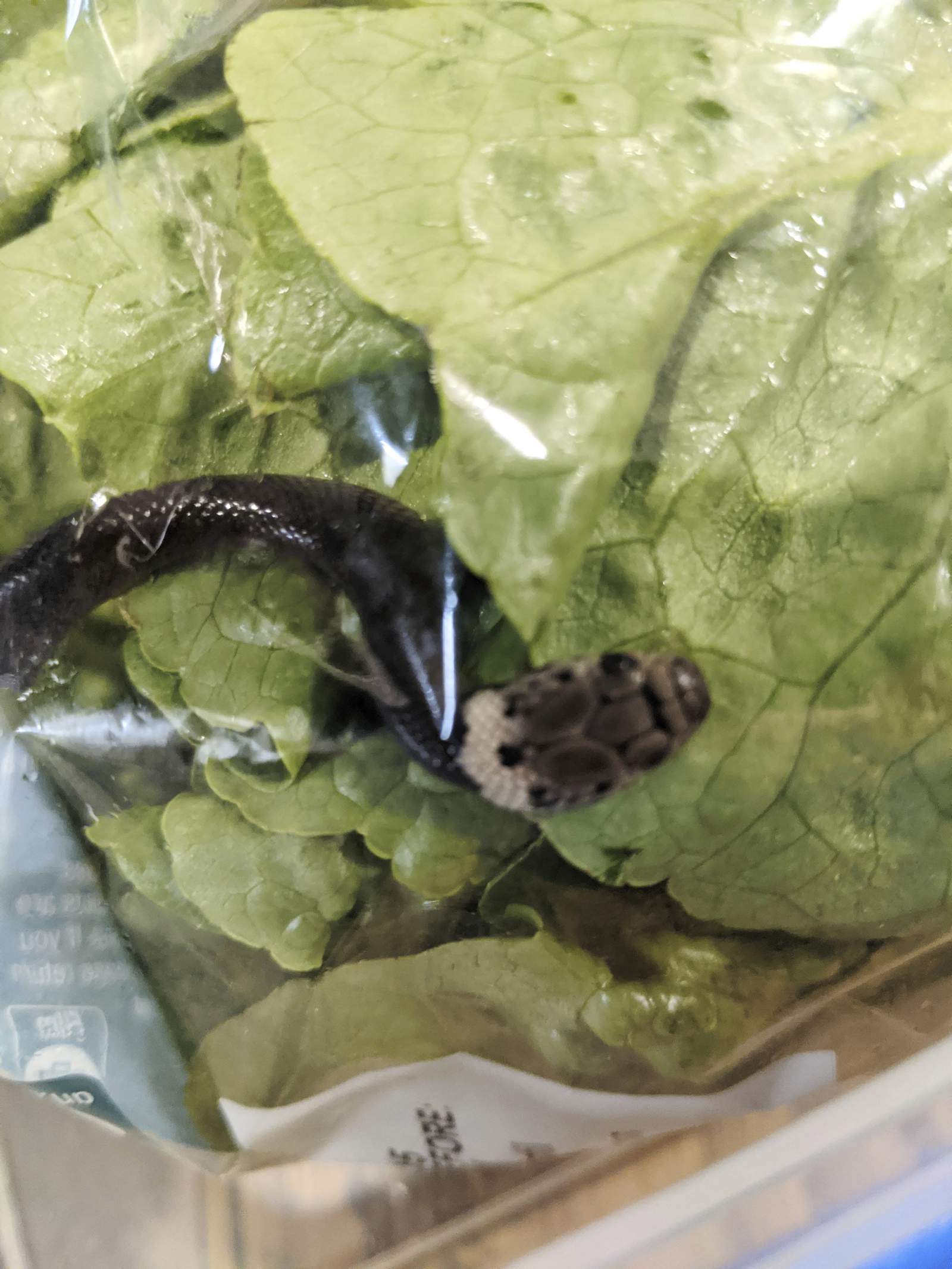 Sydney man finds snake in lettuce bought at supermarket