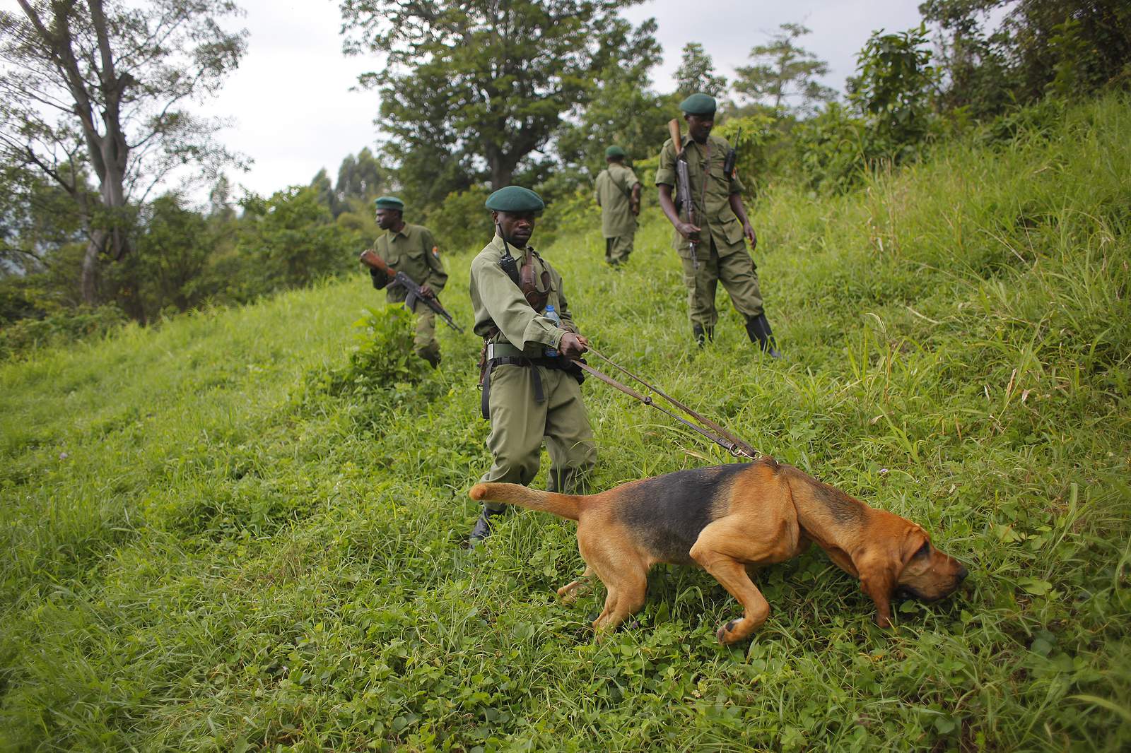 6 rangers killed in latest attack at Congo's Virunga park