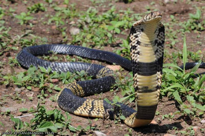 Venomous snake still on the loose in North Texas now has a Twitter account