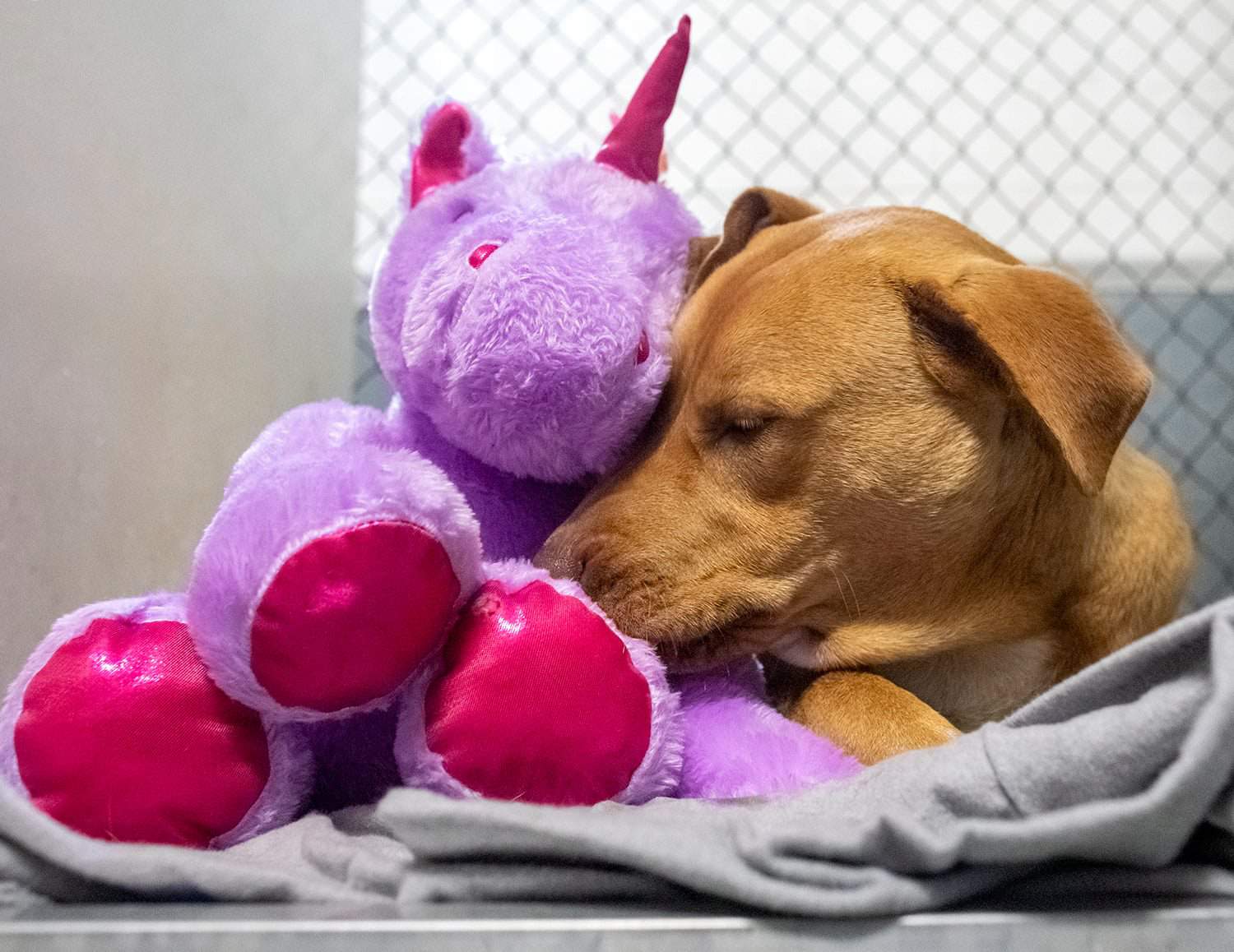 This cute dog stole a unicorn toy five times from a store before he was rescued, shelter says