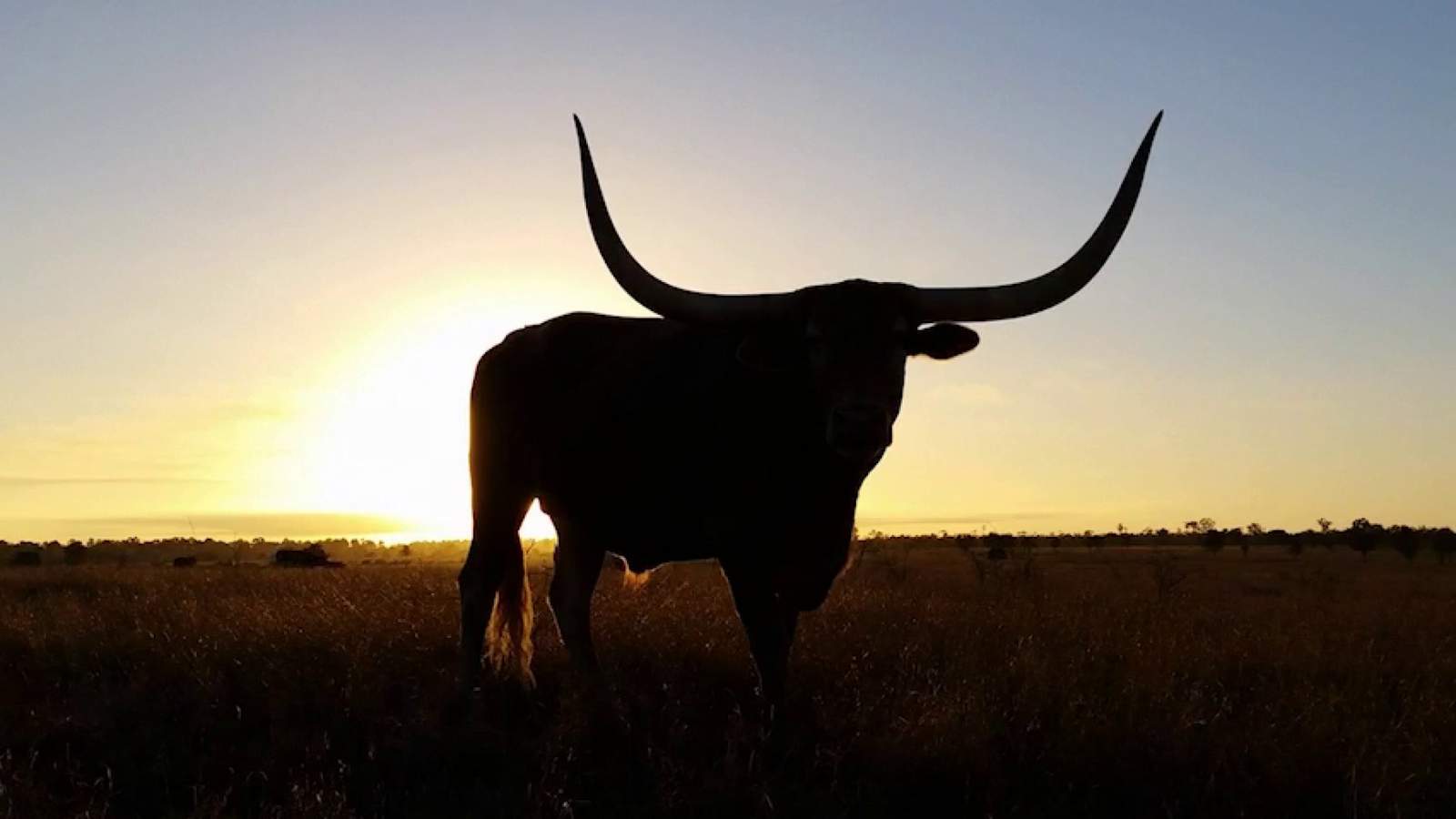 Tejanos were key to developing the ranching industry, bringing longhorns into the state