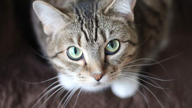 Animal Care Services offering $5 cat, kitten adoptions amid influx