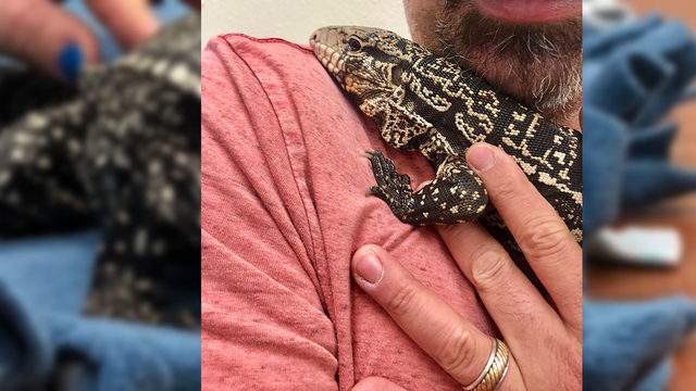 Exotic reptile reunited with owner after being found on Brackenridge golf course