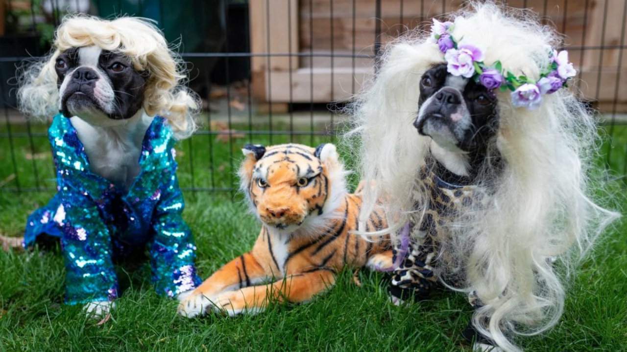 These 2020-themed Halloween costumes for dogs are must-see
