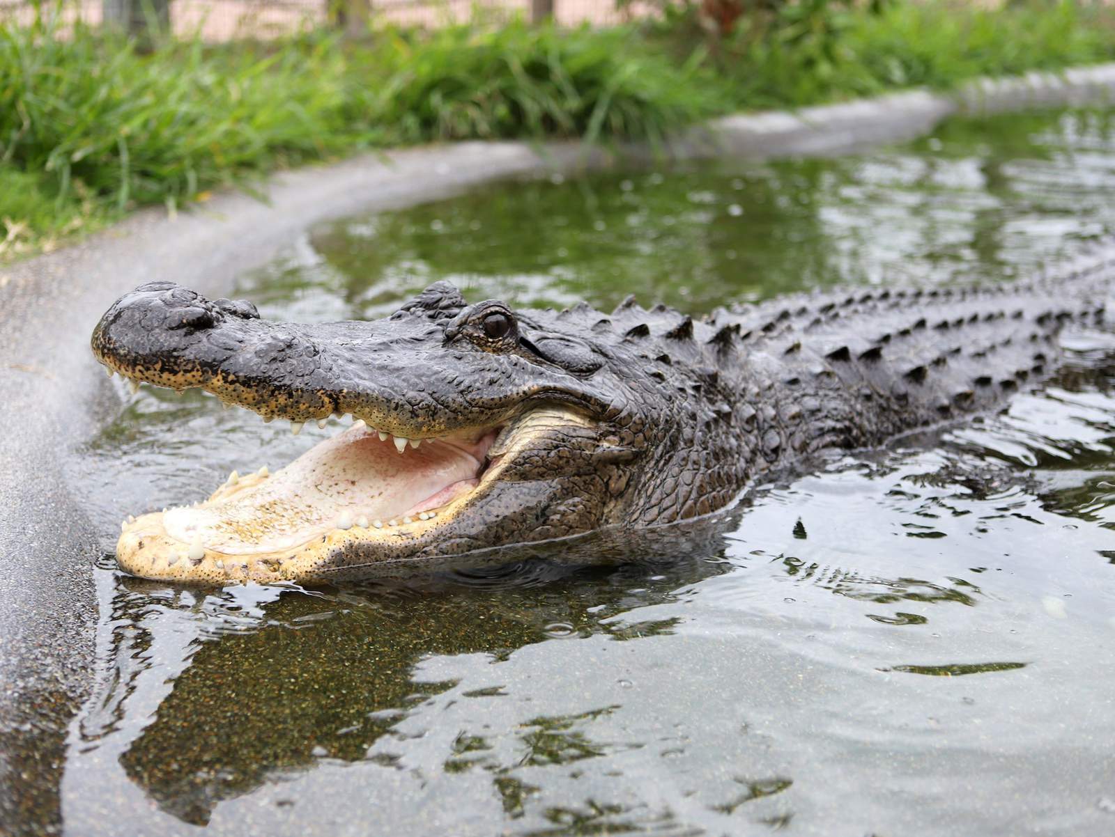 American Alligator dies after battle with infection at Texas State Aquarium