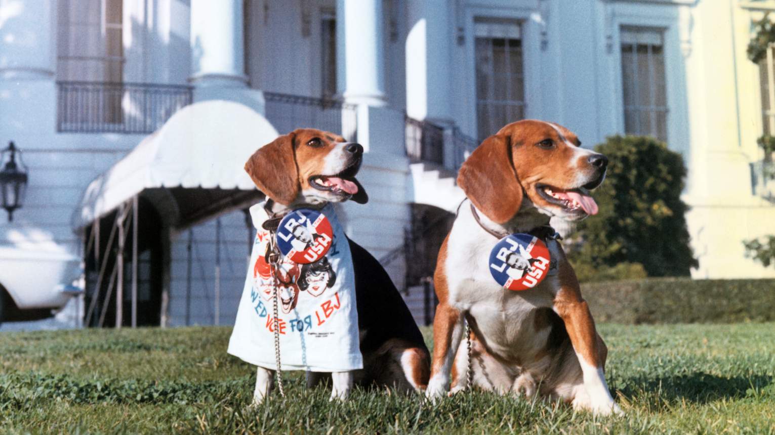 Campaign pups throughout the years: These 11 photos will make you crack a smile